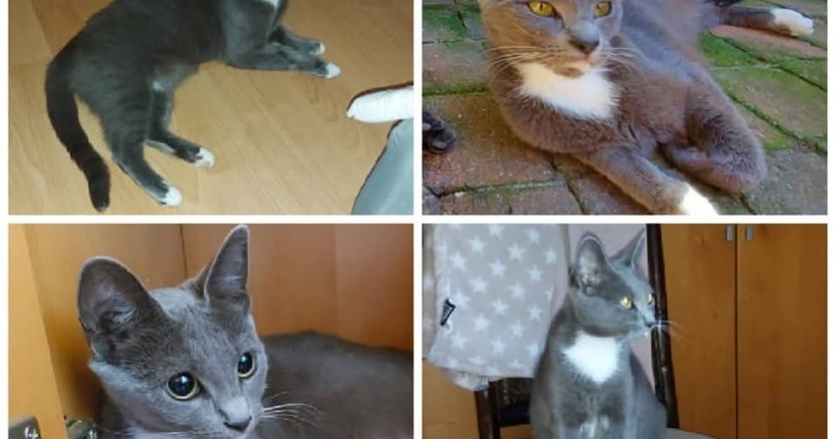 Heb jij Freya gezien? Dit huisdier wordt in Vught vermist