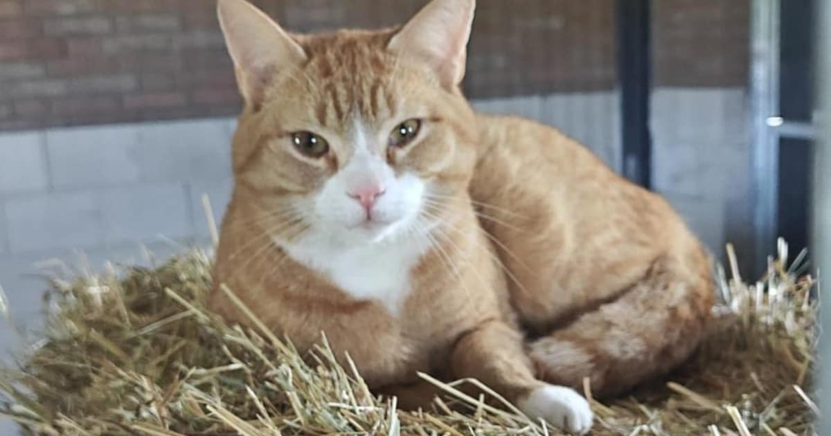Heb jij Snoopy, Simba of Kiwi gezien? Deze zes huisdieren worden in Meierijstad vermist