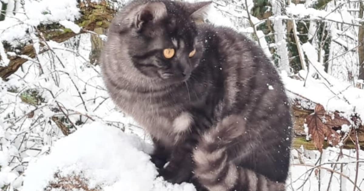 Heb jij Milo of Lilie gezien? Deze twee huisdieren worden in Maashorst vermist