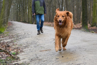 Hondenbaasjes boos, maar losloopgebied in Ulvenhoutse Bos gaat dicht: ‘Met list en bedrog wordt dit 