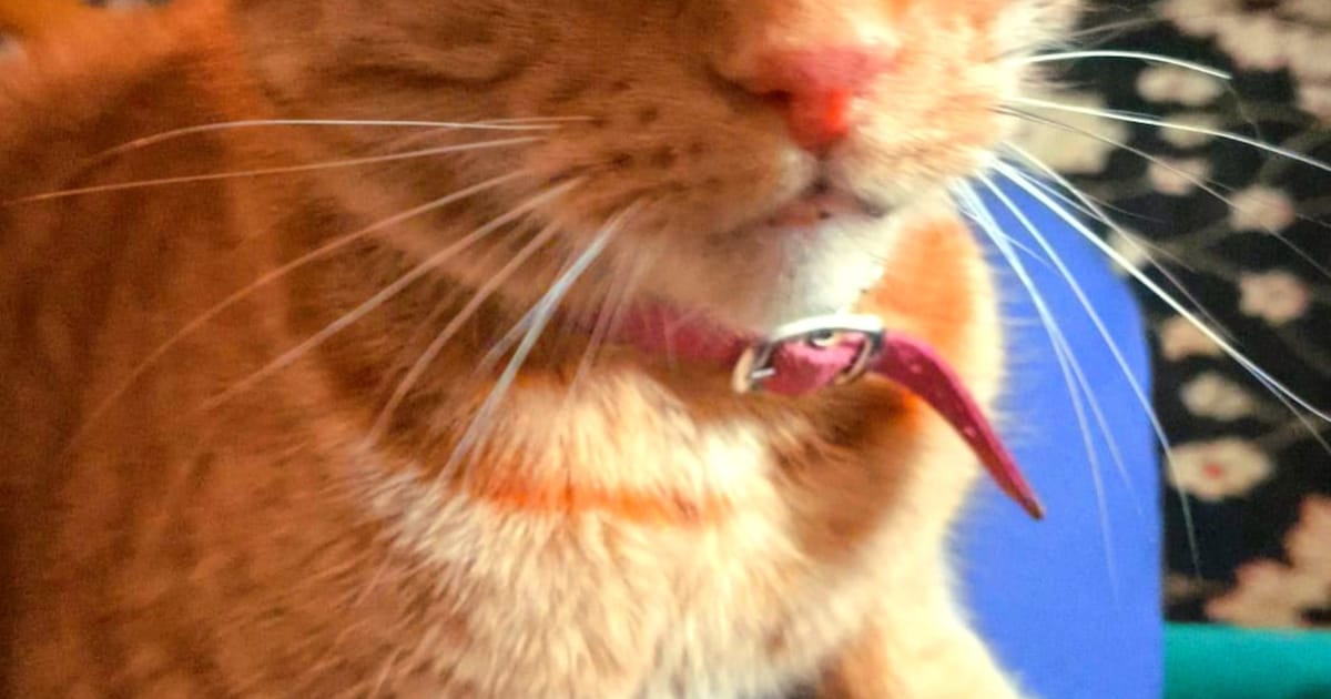 Heb jij Tommie, Nono of Pixie gezien? Deze zeven huisdieren worden in Tilburg vermist