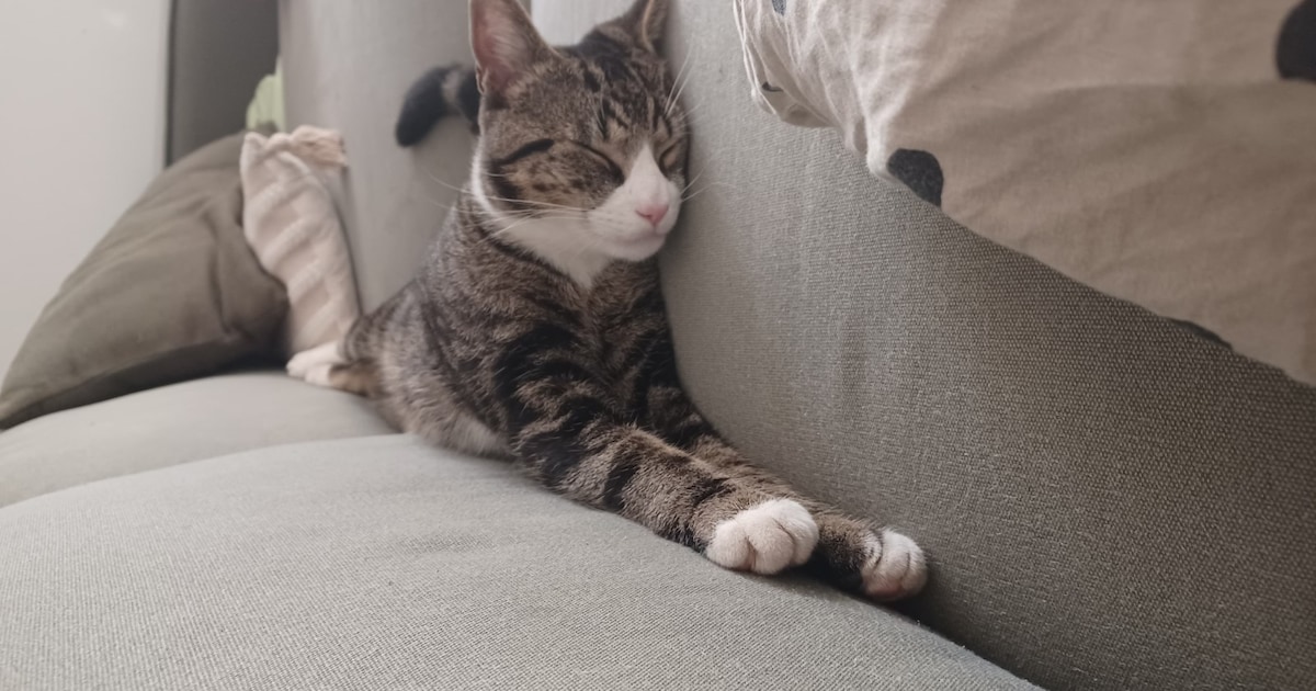 Heb jij Bootz gezien? Dit huisdier wordt in Heusden vermist