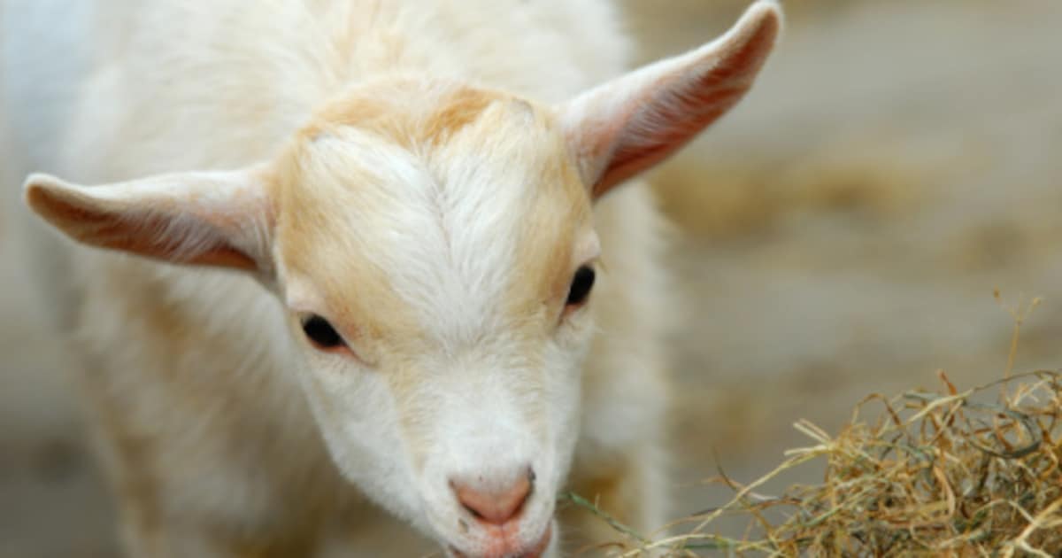 Dierenweide aan de Badweg in Nieuwkuijk verwijderd