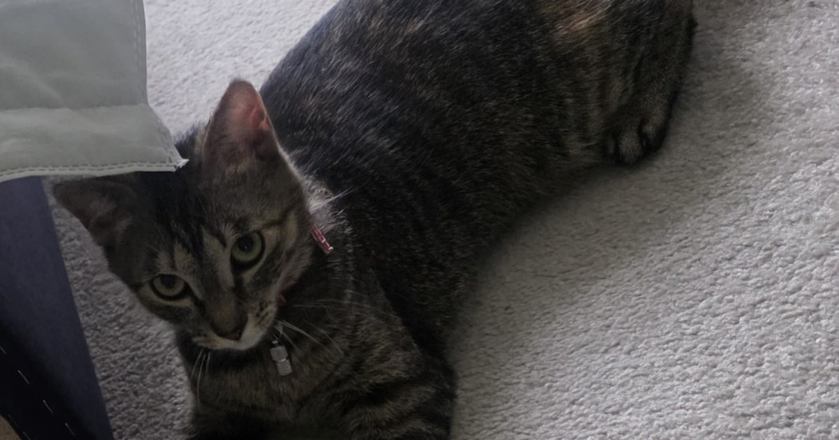 Heb jij Guusje, Coco of Pepper gezien? Deze vier huisdieren worden in Boxtel vermist