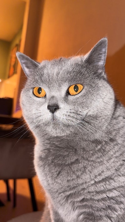 Heb jij Mellow of Azazel gezien? Deze twee huisdieren worden in Boxtel vermist