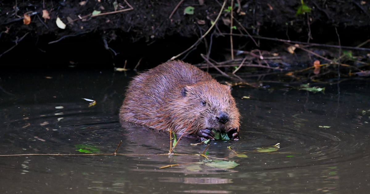 De bever rukt verder op, nu ook in Zeeland: ‘Maar we gaan hem niet ...