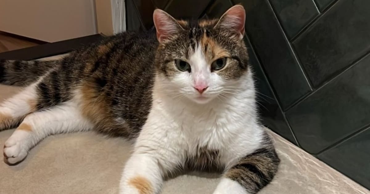 Heb jij Ozzie gezien? Dit huisdier wordt in Oirschot vermist