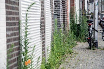 Tilburg worstelt met groeiend onkruid: hoe de fijnstraal de stad overneemt
