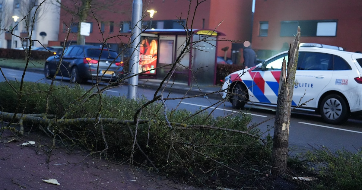 Beschonken automobilist rijdt tegen boom in Rijen, bestuurder meegenomen