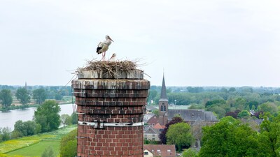 Rechter schrapt boete voor weghalen ooievaarsnest, maar de blijdschap is van korte duur