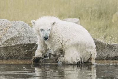 Populaire ijsbeer Otis verlaat Eindhoven Zoo: werd in Mierlo geboren, maar verhuist nu naar België
