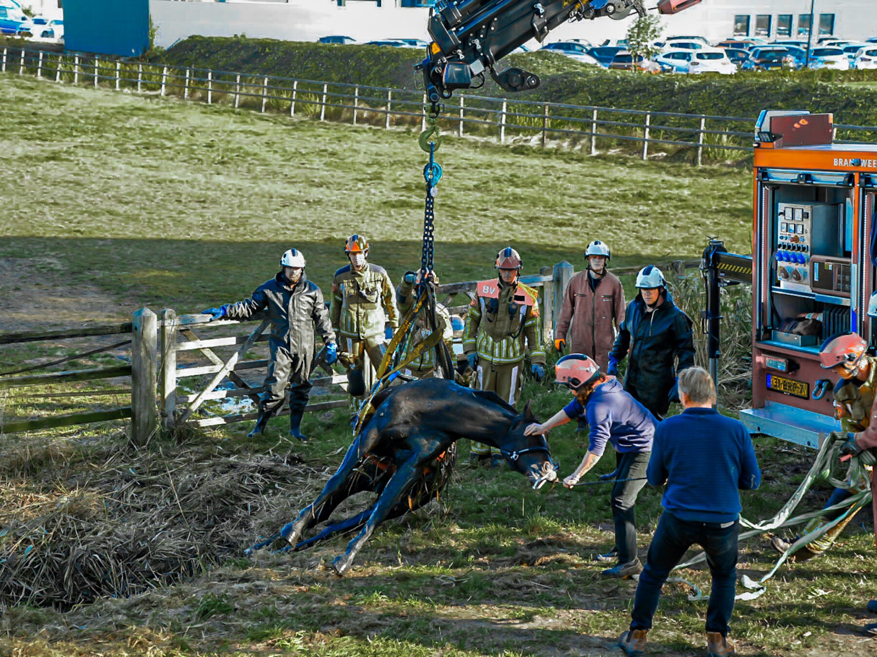 Paard breekt los en rent sloot naast weiland in bij Sprang-Capelle, wordt met kraan uit water gehesen