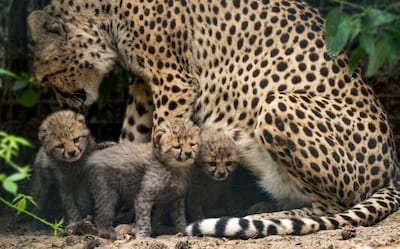 Drie cheetawelpjes geboren in Safaripark Beekse Bergen