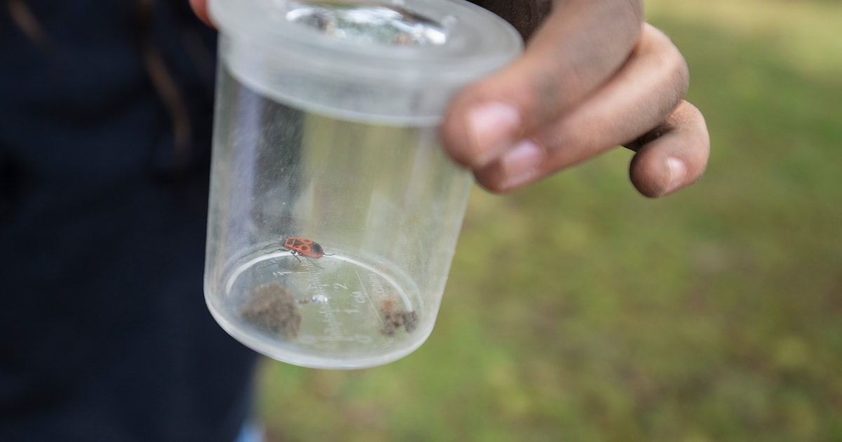 Op zoek naar kleine beestjes tijdens wandeling in Heukelom