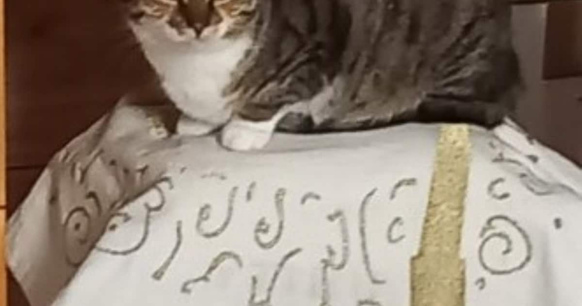 Heb jij Liza of Dobby gezien? Deze twee huisdieren worden in Heusden vermist