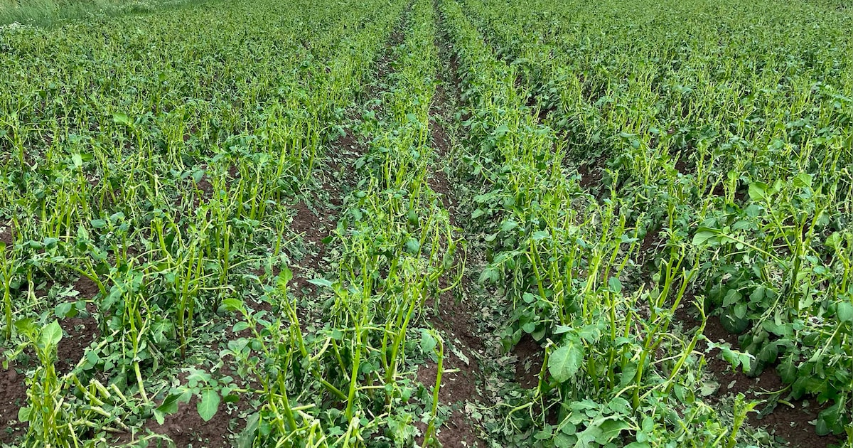 Fikse hagelbui zorgt voor schade bij aardappelboeren in omgeving van Raamsdonk: 'Zo erg hebben we no