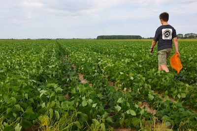 Boerenfamilie met 100.000 kilo overschot aan sperziebonen opent extra pluklocatie in Dussen