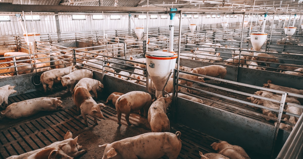 Man moet met gezin boerderij in Netersel uit nadat zijn broer vraagt om handhaving