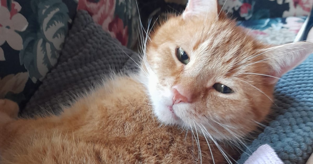 Heb jij Prulleke of Teuntje gezien? Deze twee huisdieren worden in Oisterwijk vermist