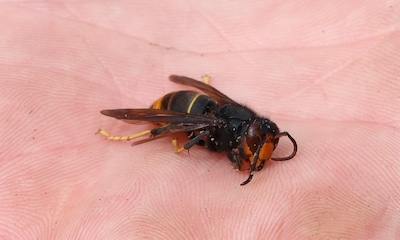 Presentatie over Aziatische hoornaar in Veldhoven