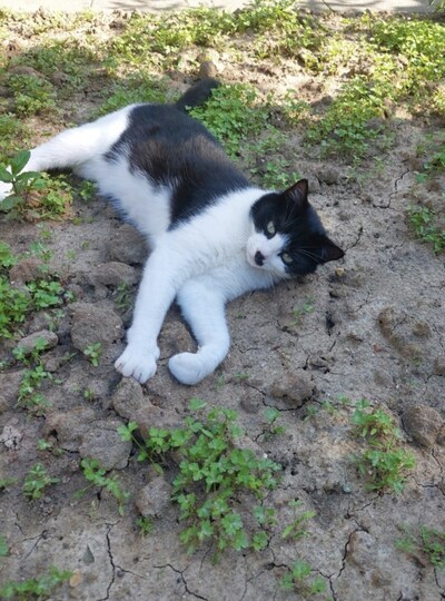 Heb jij Flora of Murphy gezien? Deze twee huisdieren worden in Maasdriel vermist