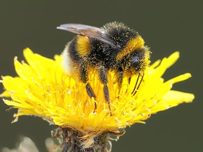 15 hectare landbouwgrond terug naar de natuur, project voor biodiversiteit slaagt deels