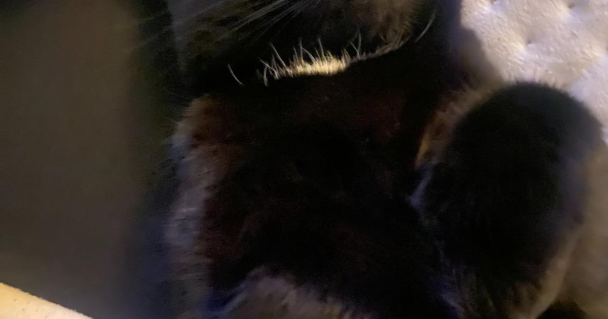 Heb jij Bram, Rudi of Frummeltje gezien? Deze drie huisdieren worden in Den Bosch vermist