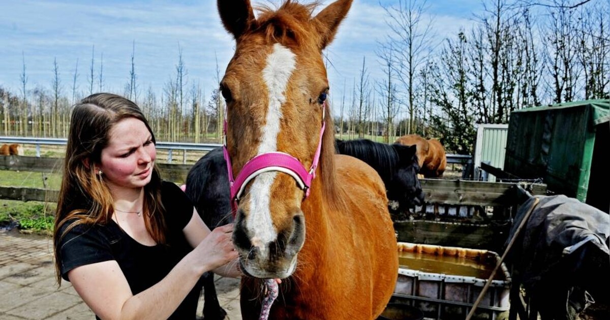 Buurtonderzoek Lennisheuvel na verkrachting pony