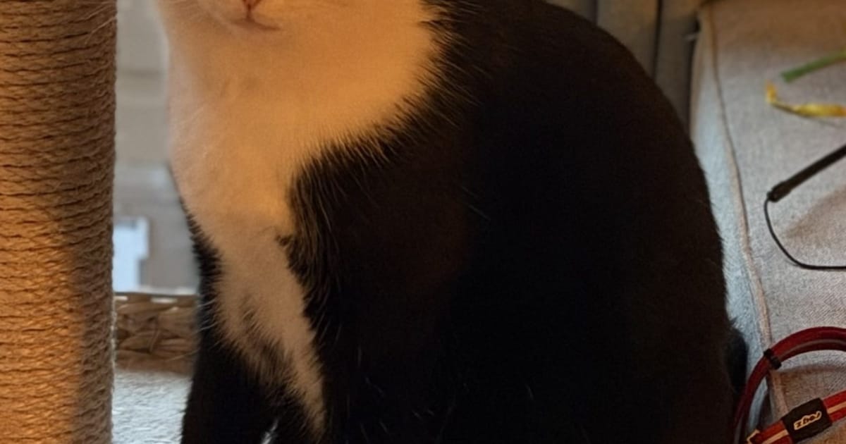 Heb jij Siem gezien? Dit huisdier wordt in Oisterwijk vermist