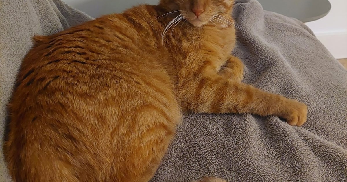 Heb jij Marley, Juul of Mina gezien? Deze vier huisdieren worden in Den Bosch vermist