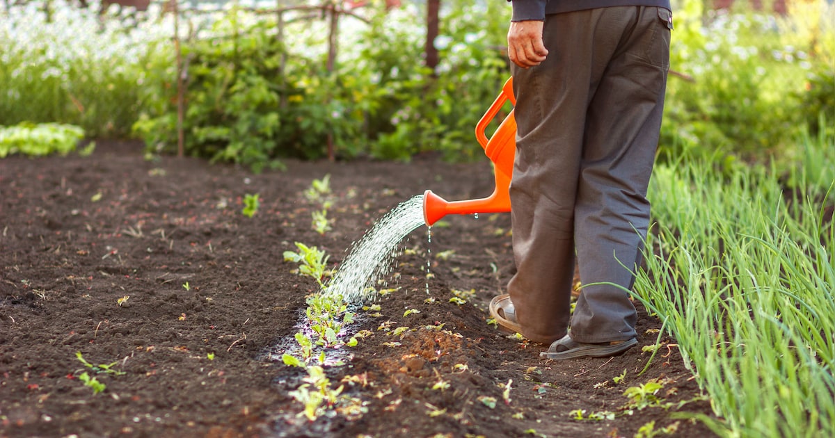 Kinderen zaaien bloemen in Jacobskamp in Den Dungen: start Samentuinen op gemeentegrond