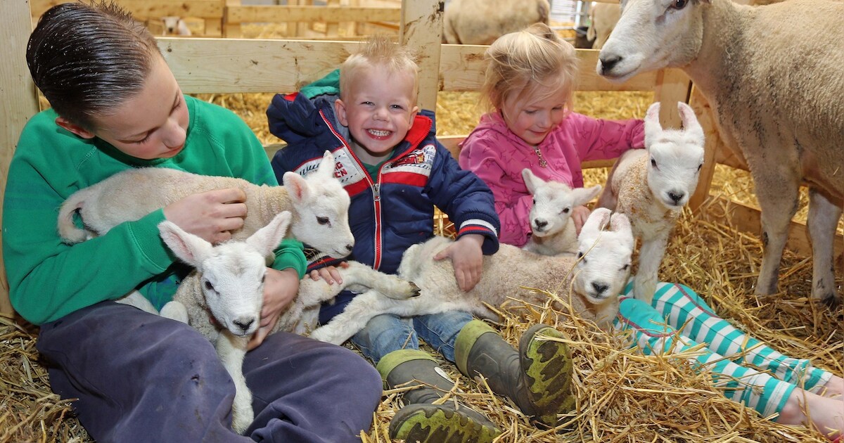 Zeldzaam: schaap bevalt van vijfling in Oudenhoorn