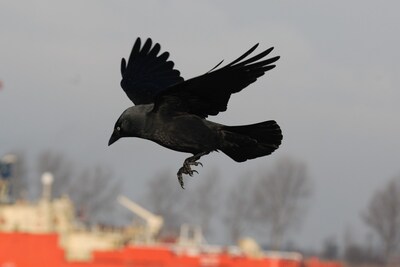 Vogelvriend is handig met naald en draad