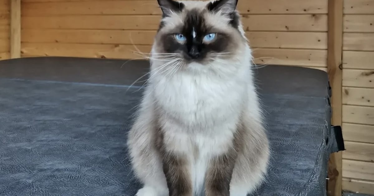Heb jij Mowgli, Fenya of Pablo gezien? Deze drie huisdieren worden in Heusden vermist