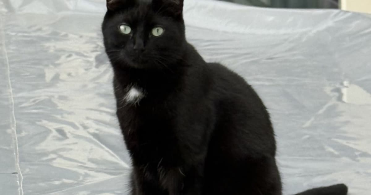 Heb jij Giel of Bertje gezien? Deze twee huisdieren worden in Vught vermist