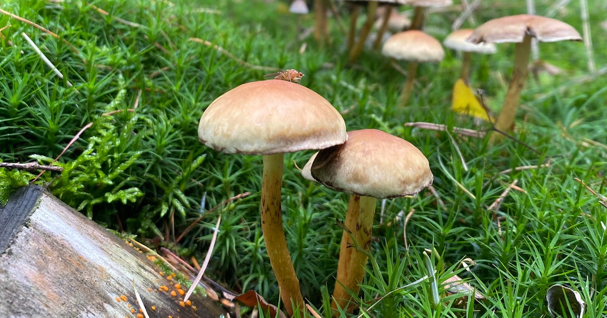 IVN Uden houdt paddenstoelenwandeling