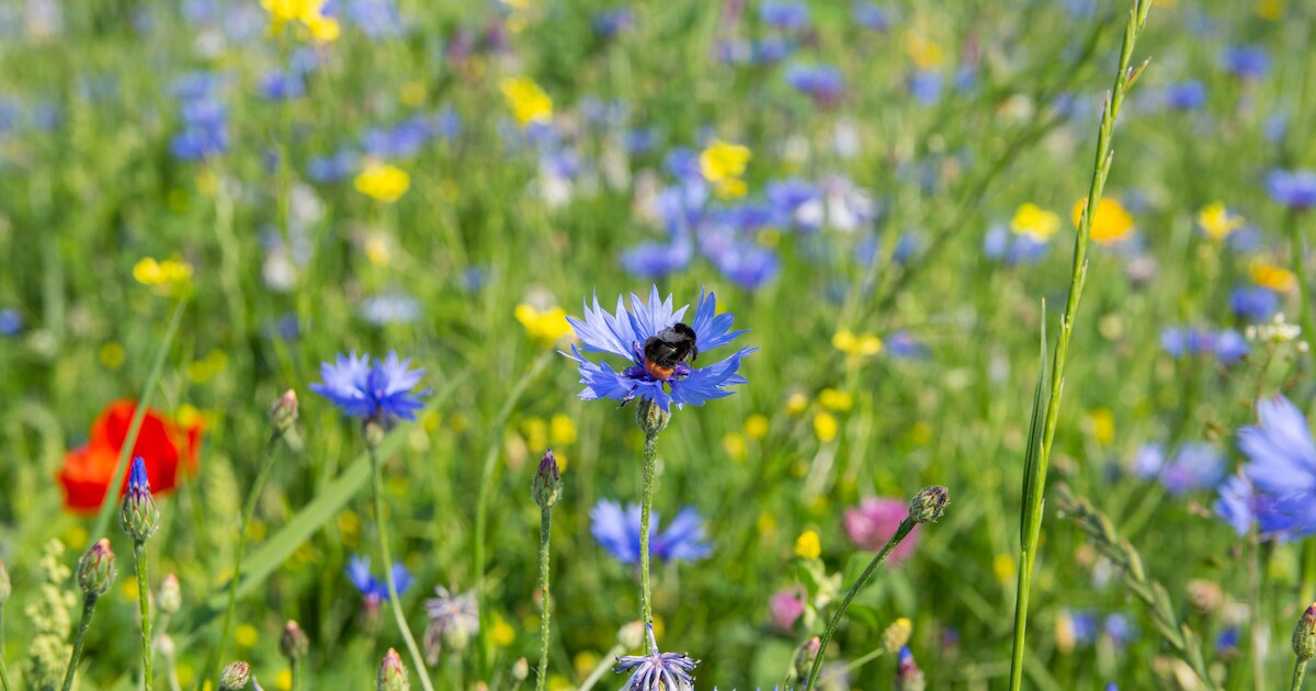 IVN Bernheze deelt bloemzaad uit bij natuurbingo tijdens avondvierdaagse