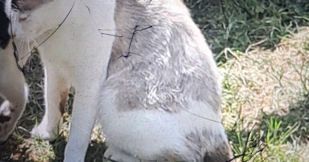 Heb jij Nala, Sadie of Pydie gezien? Deze drie huisdieren worden in West Betuwe vermist