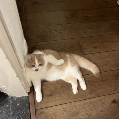 Heb jij Pamuk, Ollie of Balancio gezien? Deze vier huisdieren worden in Eindhoven vermist