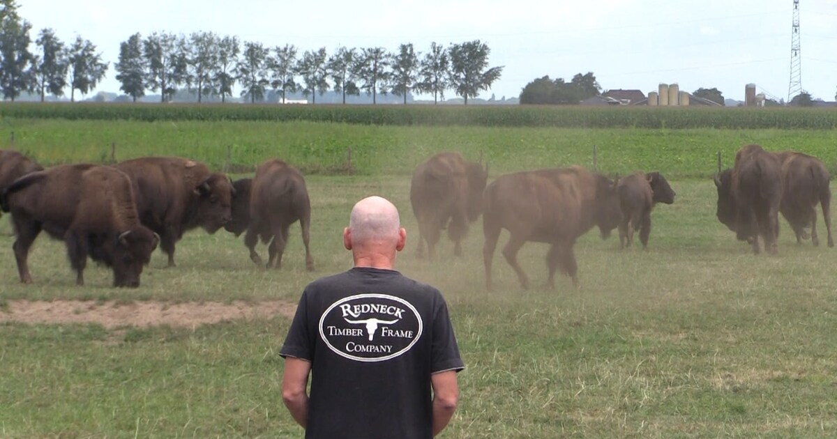 Bizons van Paul brengen Wild West-taferelen in Brabantse polder