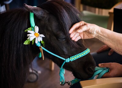 Directie trekt stekker uit manege Kempenhaeghe; bijzondere therapie voor patiënten met epilepsie sto