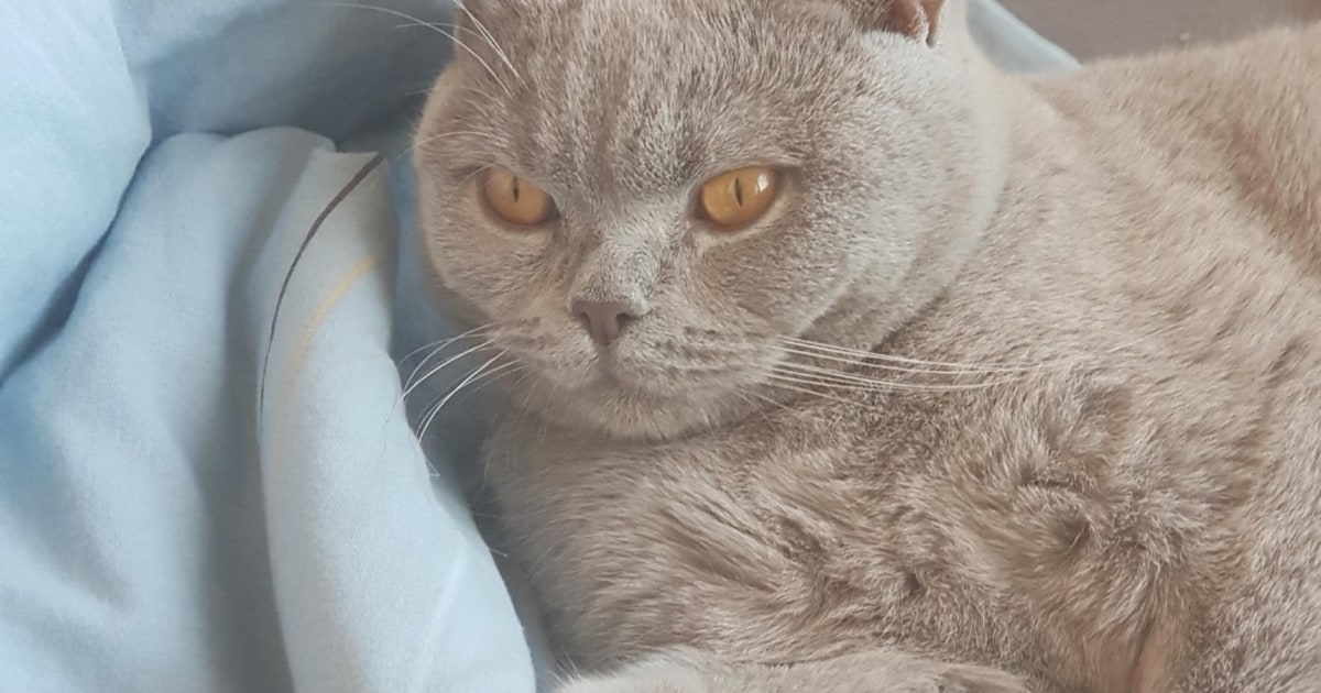 Heb jij Blue of Ted gezien? Deze twee huisdieren worden in Boxtel vermist