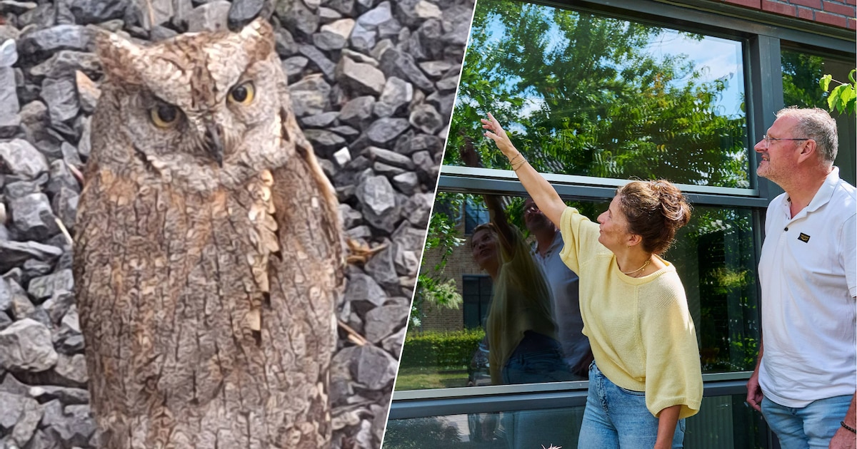 Erik denkt bij botsing tegen het raam aan ‘gewone’ vogel, blijkt een ‘superzeldzame’ uil.