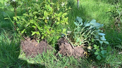 Planten gestolen uit voedselbos Geldrop