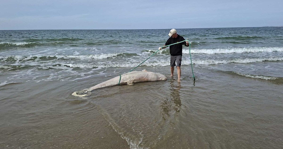 In Zeeland aangespoelde dode walvisachtige blijkt zeldzame Risso’s dolfijn