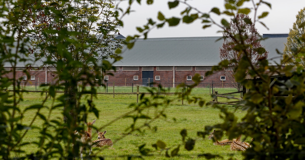 Varkensbedrijf in Berlicum wil uitbreiden, maar schorsing door de Raad van State houdt plannen tegen