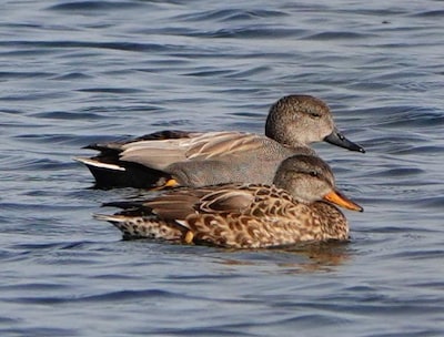 Vogelwerkgroep houdt thema-avond over watervogels in Mierlo