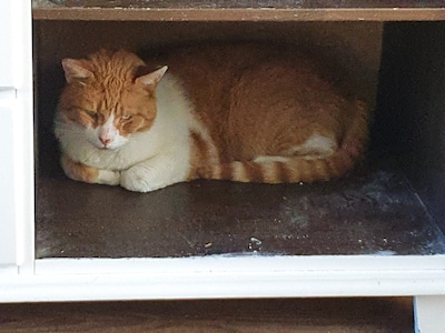 Heb jij Lucky gezien? Dit huisdier wordt in Loon op Zand vermist