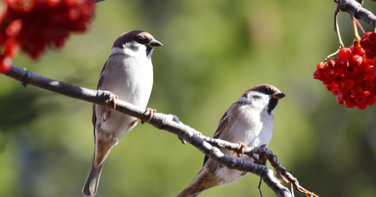 Vrijwilligers planten struweelhagen in Reusel tijdens NL-Doet