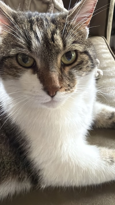 Heb jij Misty, Muffin of Sip gezien? Deze 15 huisdieren worden in Tilburg vermist